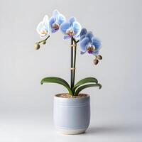 orchid in pot Ai Generative photo