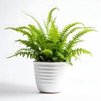 boston fern in pots AI Generative photo