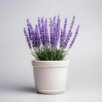 lavender in pots ai generative photo