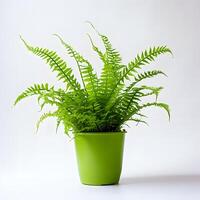 boston fern in pots AI Generative photo