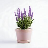 lavender in pots ai generative photo