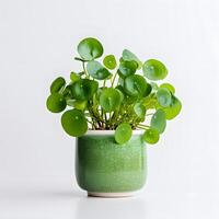 pilea peperomioides en maceta ai generativo foto