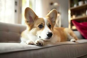 Beautiful, smart, calm purebred corgi dog lying on on sofa in living room. Generative AI photo