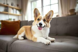 Beautiful, smart, calm purebred corgi dog lying on on sofa in living room. Generative AI photo