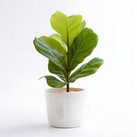 fiddle leaf fig in pot AI GEnerative photo