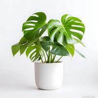 monstera plant in a pot on white background AI Generative Image photo