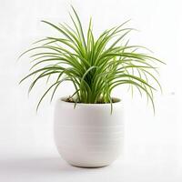 spider plant in a pot with white Background AI Generative photo