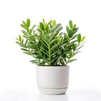 zz plant in pot AI Generative photo