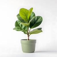 fiddle leaf fig in pot AI GEnerative photo