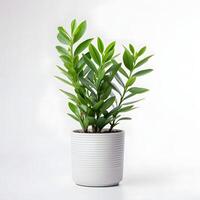 zz plant in pot AI Generative photo