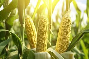 Closeup corn cobs in corn plantation field. Generative AI photo