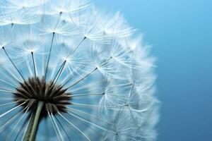 Close up of dandelion on the blue background. Generative AI photo