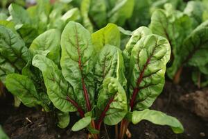 Chard growing in an urban garden. Garden beet and salad leaves close up. Generative AI photo