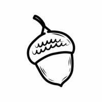 Acorn on white background. Vector doodle illustration.