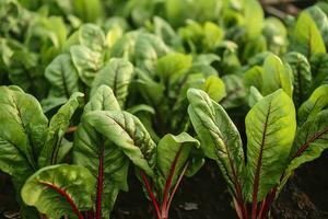 Chard growing in an urban garden. Garden beet and salad leaves close up. Generative AI photo