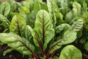 Chard growing in an urban garden. Garden beet and salad leaves close up. Generative AI photo