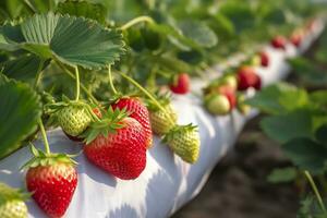 Bush of ripe organic strawberries in the garden. Berry closeup. Generative AI photo