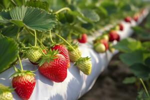 arbusto de maduro orgánico fresas en el jardín. baya de cerca. generativo ai foto