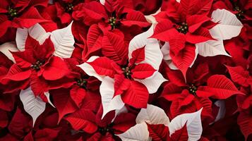 Red poinsettia Christmas background. Ai Generated. photo