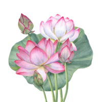 Bouquet of pink lotus flowers and Leaf. Blooming Water Lily. Indian lotus, green leaf, bud, sacred lotus. Watercolor illustration. Hand drawn composition for poster, cards, greeting png