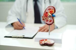 Chronic kidney disease, doctor with model for treatment urinary system, urology, Estimated glomerular filtration rate eGFR. photo