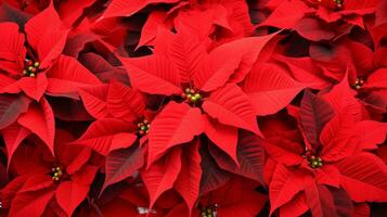 Red poinsettia Christmas background. Ai Generated. photo