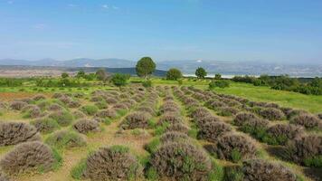 Immature Lavender Field. Aerial View. Isparta Region, Turkey. Drone Flies Forward. Slider Shot video