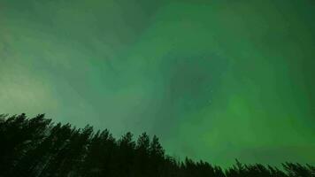 notte cielo e verde settentrionale luci al di sopra di foresta a inverno notte. Russia. tempo periodo video