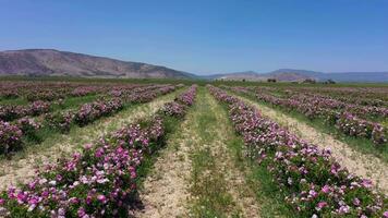 Field of Rose Rows on Sunny Day. Aerial View. Isparta, Turkey. Drone Flies Sideways at Low Level. Slider Shot video