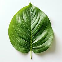 wet green leaves isolated on white background, AI Generated photo