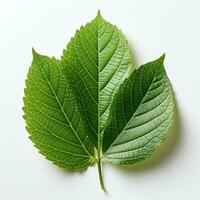 wet green leaves isolated on white background, AI Generated photo