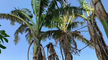 View of plants blown by the wind during the prolonged dry season video