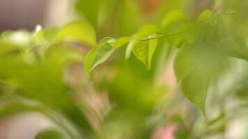imágenes de hojas de plantas exuberantes que soplan en el viento por la mañana video