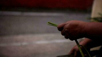 sorting kangkong leaves to be processed as vegetables video