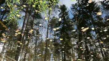 tall trees of spruce and pine reflected in a small forest lake, autumn landscape, vibrant background video