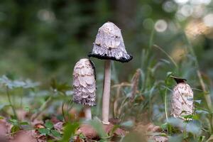 coprinus comatus stands on a meadow between autumnal foliage photo