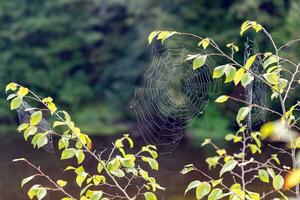 spider web in the forest on the river bank photo