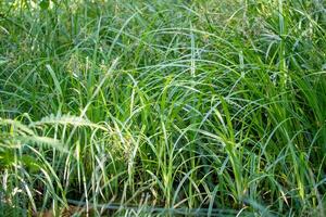 Green grass in the forest. Natural background. Shallow depth of field photo