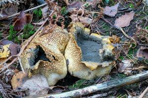 old adult common earthball mushrooms on the forest floor photo