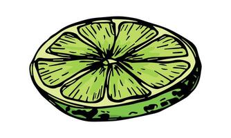 Vector lime clipart. Hand drawn citrus icon. Fruit illustration. For print, web, design, decor