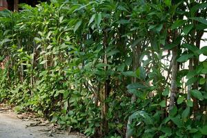 gymnanthemum amygdalinum leaf plant in the yard photo