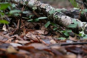 A snake with beautiful reddish brown bands relies on camouflage to hide it from view. photo