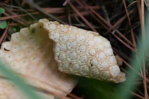 A bleached section of the bony, armor like skin of an armadillo. photo