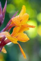 Closeup of a yellow canna lily with defocused sunlight in the background. photo