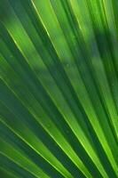 hermosa verde ventilador conformado textura de un palmito. foto