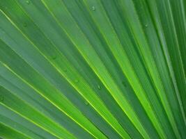 The veins of a plant creating a pattern of lines and texture. photo