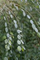 The arching stems and round leaves of bauhinia. photo