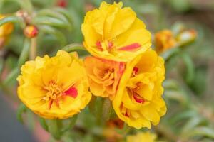 portulaca en un plantador creciente en un Texas jardín. foto