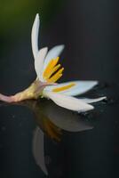 de cerca de un lluvia lirio flor con blanco pétalos y brillante amarillo estambres foto