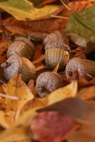 Acorns that have fallen from the tree onto fall colored leaves. photo